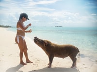 Nassau, Rose Island Swimming Pigs Morning Tour - Housity