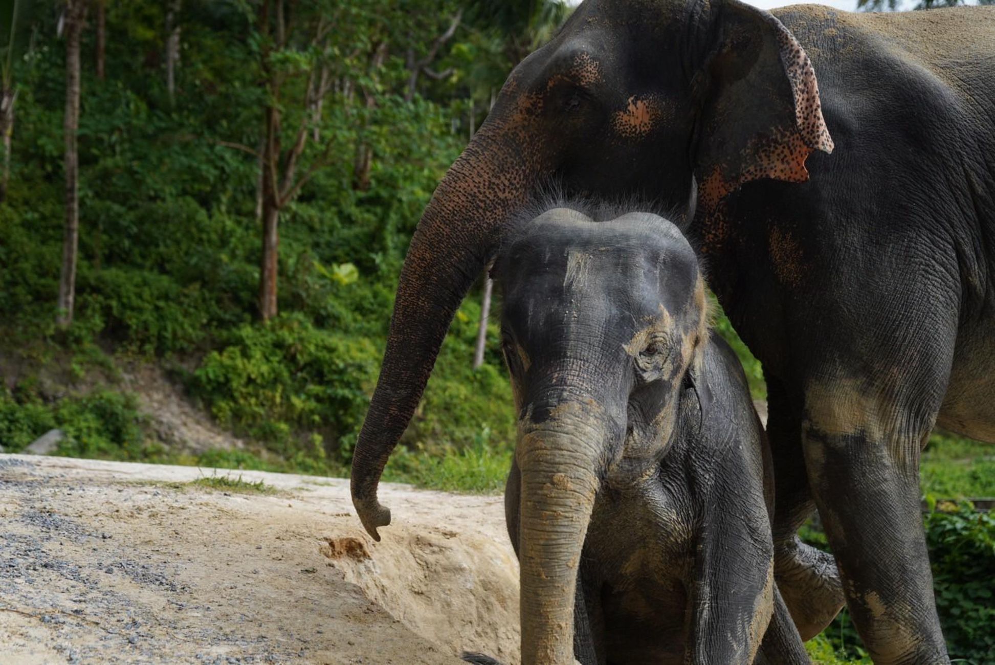 Phuket: Patong Elephant Sanctuary – Beobachtung & Lernerfahrung