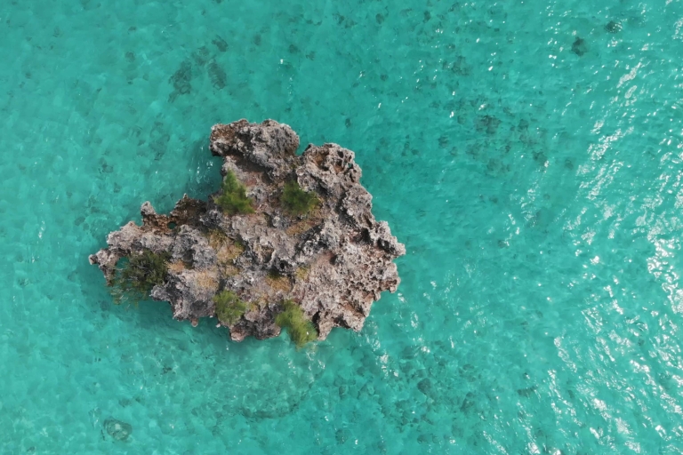 Zwemmen met dolfijn, eiland Benitiers, lunch, ophaal- en terugbrengserviceZwemmen met dolfijnen, kristallen rots, Benitiers eiland & lunch