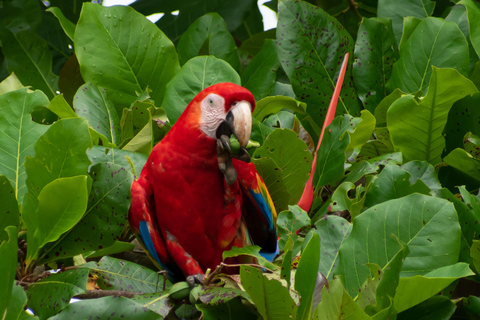 Sierpe : Caminata en Corcovado N. P.