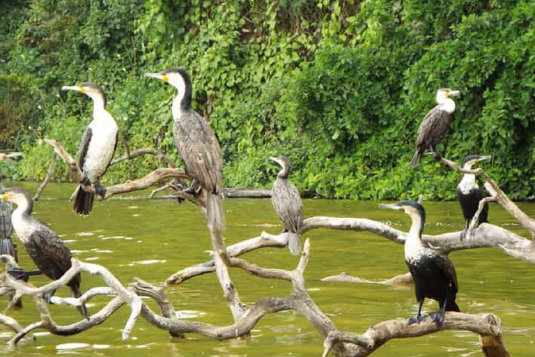 Kilimanjaro: Paseo por el pueblo, visita al café, cascada y almuerzoVisita al pueblo de Kili