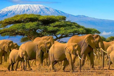 Nairobi : Excursion d&#039;une journée dans le parc national d&#039;Amboseli avec village Masai