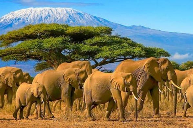 Nairobi : Excursion d&#039;une journée dans le parc national d&#039;Amboseli avec village Masai