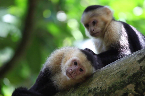 Manuel Antonio: 5 NAJLEPSZYCH rzeczy do zrobienia podczas wszystkich wycieczek - Kostaryka