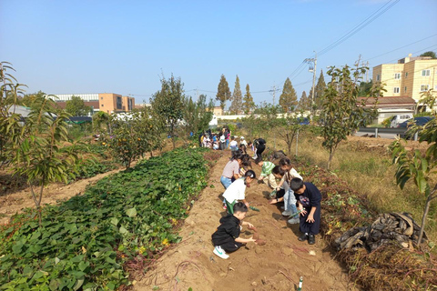 Seasonal Fruit Picking & Dream Cattle Farm Day Tour Hongik Univ. station, exit 9