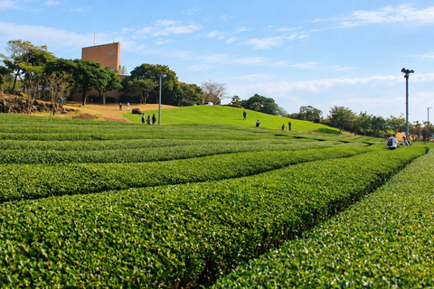 Jeju: Southwest & West Coast Highlights Full Day Bus Tour
