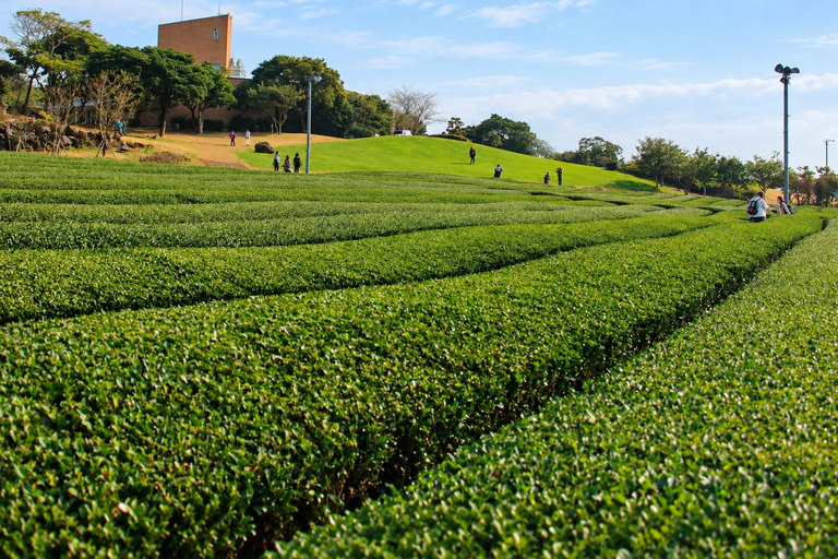 Jeju: Southwest & West Coast Highlights Full Day Bus Tour