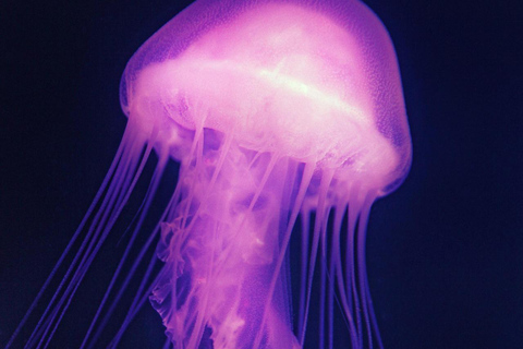 Japan Osaka: Aquarium Kaiyukan Admission Ticket