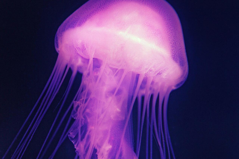 Japan Osaka: Aquarium Kaiyukan Admission Ticket