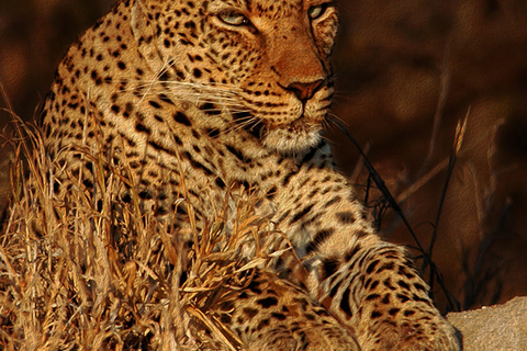 Safari de 4 jours au Kruger Tremisana ou Masango au départ de Johannesburg