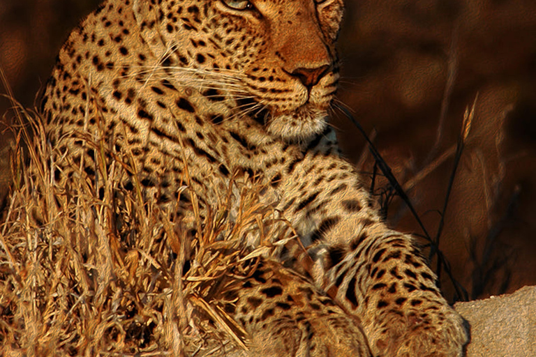 4-dagars Kruger Tremisana eller Masango Safari från Johannesburg