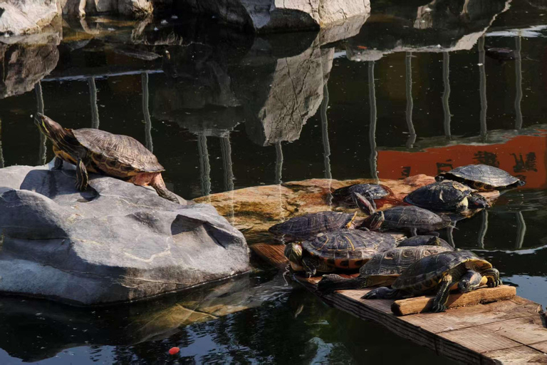 Shanghai: tour privato personalizzabile di 4 ore dei luoghi più importantiShanghai: tour di 4 ore con guida privata e macchina privata