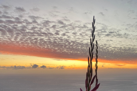Excursión a Lion&#039;s Head: Ciudad del Cabo - Excursión al amanecer o al atardecerTour privado - Amanecer o Atardecer con servicio de recogida y regreso