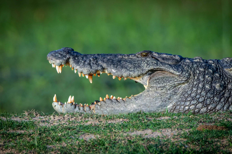 Matara: Wild Crocodile River Expedition