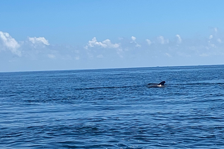 Flamingo Classic: Rio Lagartos and Las Coloradas