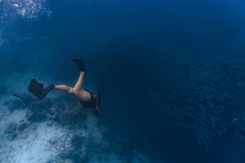 Cebu : Course de sardines et plongée en apnée avec les tortues - Moalboal