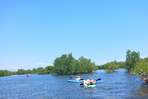 Explora el bosque de manglares en kayak en la isla Uzi