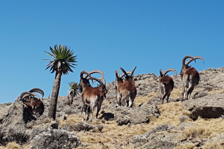 Etiopia Najlepsze 16-dniowe wycieczki, trekking w góry, wulkan, plemiona16 dni góry Simien, depresja Danakil, plemię Omo Vallely