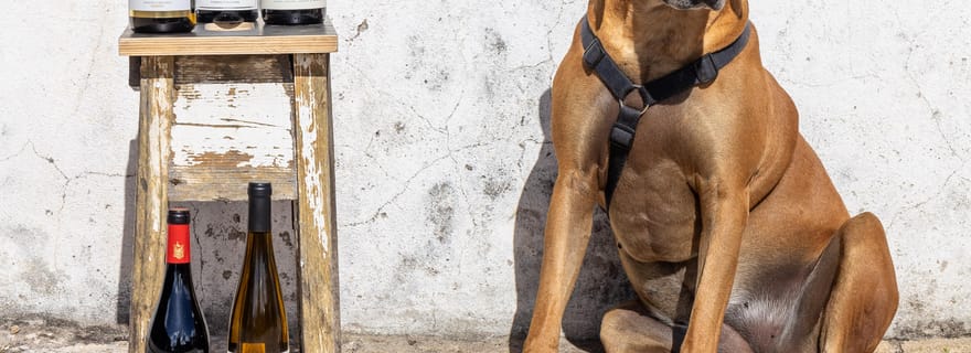 Lisbonne : un voyage à travers le Portugal, un verre à la main