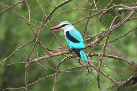 Budget Kruger &amp; Panorama meerdaagse tour vanuit Johannesburg5-daagse budgetreis naar Kruger &amp; Panorama
