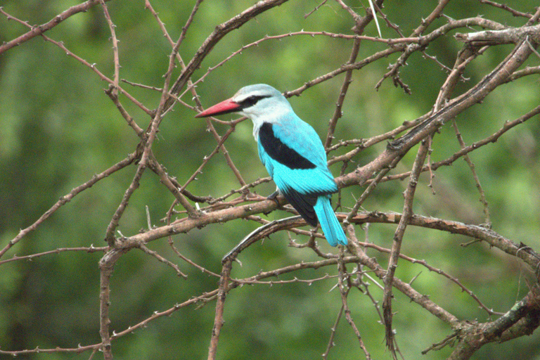 Budget Kruger &amp; Panorama meerdaagse tour vanuit Johannesburg5-daagse budgetreis naar Kruger &amp; Panorama