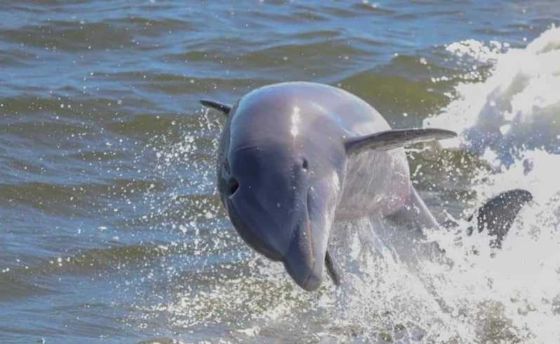 Excursión ecológica de 2 horas con delfines y naturaleza desde Orange Beach