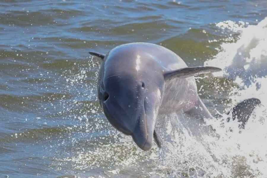 2-stündige Delfin- und Natur-Öko-Tour ab Orange Beach. Foto: GetYourGuide