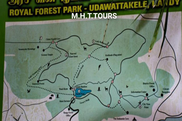 Rain Forest Walk &amp; Bird watching in Kandy (Udawaththa Kale)