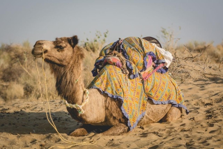 Vanuit Jodhpur: Osian Desert Camp met kameel- of jeepsafari