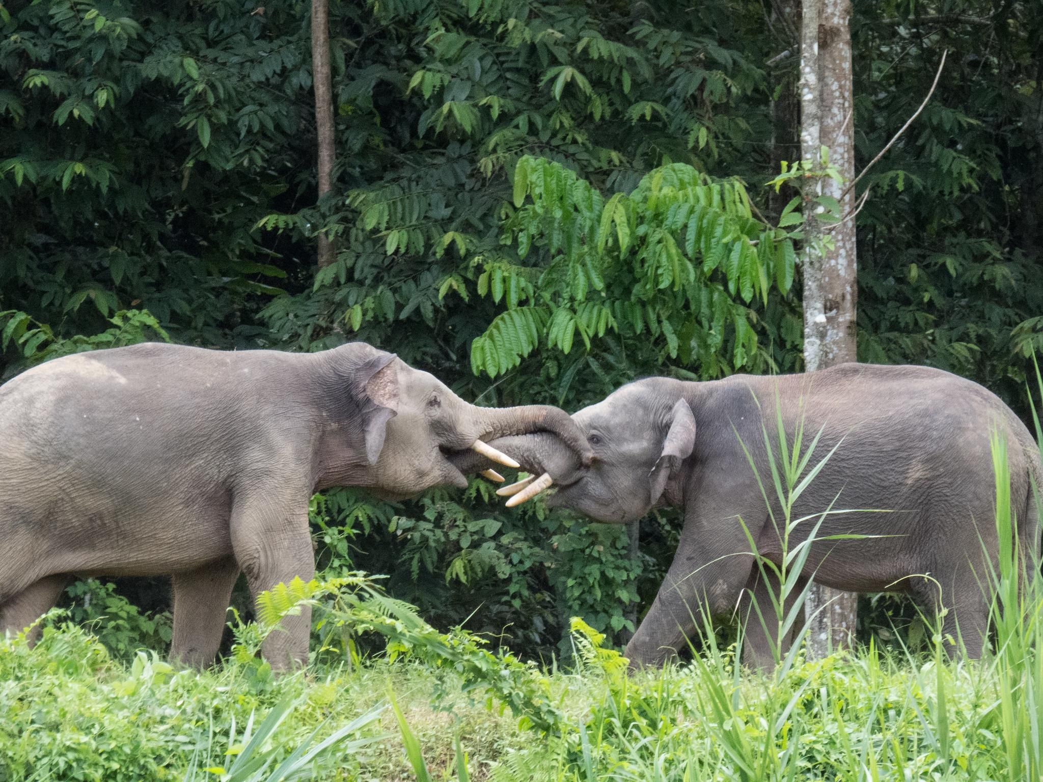 Sandakan: 2-tägige Wildtiertour auf dem Kinabatangan & Höhle