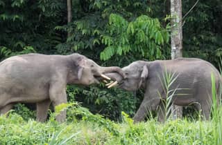 Sandakan: 2-tägige Wildtier-Bootsfahrt auf dem Kinabatangan & Höhle