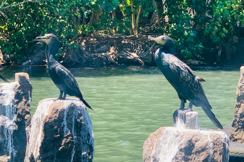 Galle: Madu River Boat Safari & Turtle Visit Experience Pickup From Colombo / Negombo Area