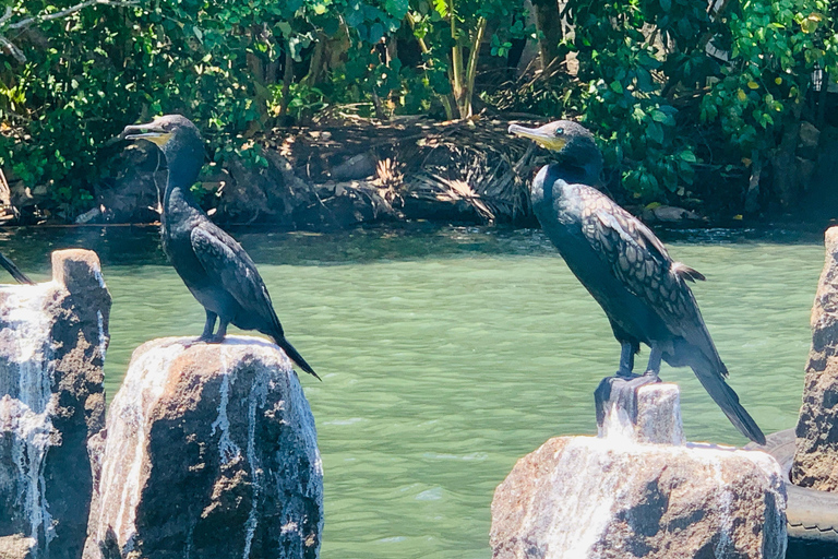 Galle: Madu River Boat Safari & Turtle Visit Experience Pickup From Colombo / Negombo Area