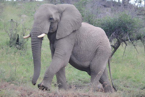 10 daagse Kruger en verder fotorondreis