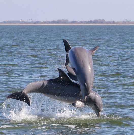 Cocoa Beach: Passeio turístico particular de 2 horas com golfinhos