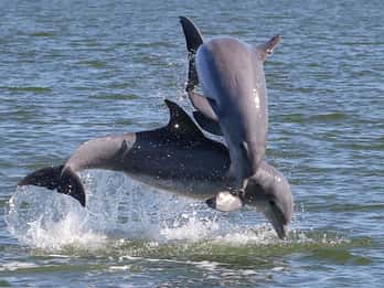 Cocoa Beach: Tour privato di 2 ore per la visita ai delfini