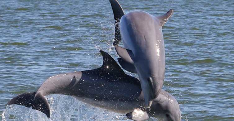 Cocoa Beach: Passeio turístico particular de 2 horas com golfinhos