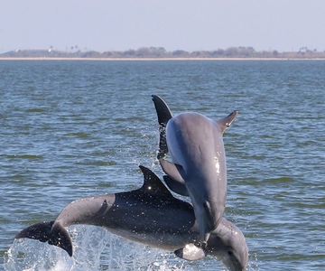 Cocoa Beach: Privat 2-timmars delfin sightseeingtur