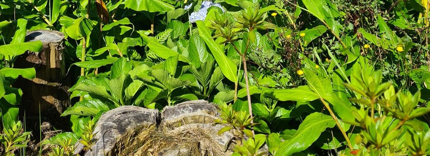 Ponta Delgada : Les beautés de l'île de São Miguel Visite privée