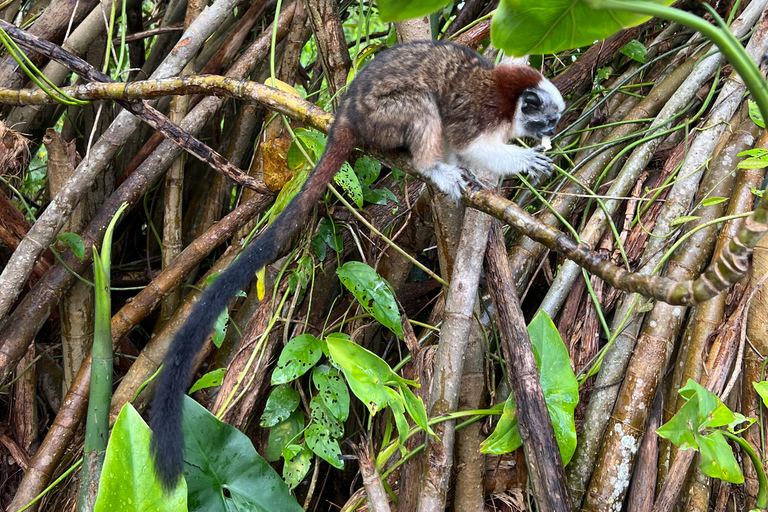 Panamá : Tour en bateau et faune sur le lac Gatun