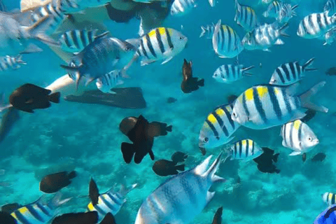 Zanzibar: Private Snorkeling Tour At Mnemba Island