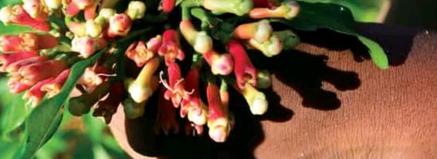 Zanzibar : ferme d'épices avec guide de la région et dégustation