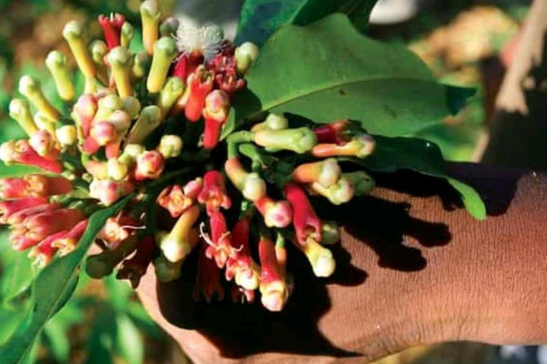 Kryddgårdsrundtur, Jozani-skogen, Salaam-grottan och Mtende-stranden