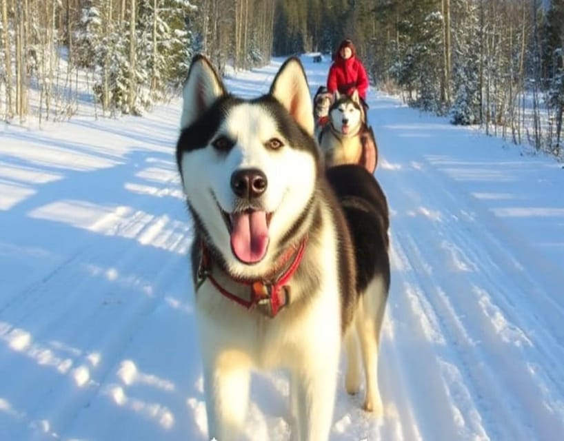 A husky team pulling a wooden sled along a snowy forest trail in Levi