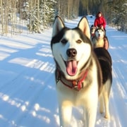 Levi: 5 km Husky-Schlittenfahrt in Levi