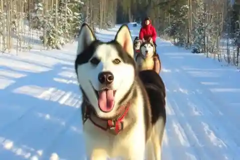 Levi: 5 Km Husky Sledding Ride in Levi
