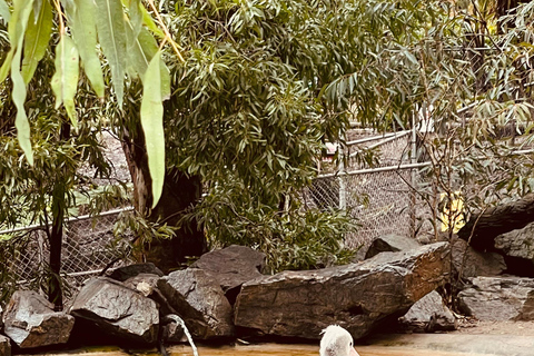 Vanuit Adelaide: Knuffel een Koala en historische Hahndorf Tour