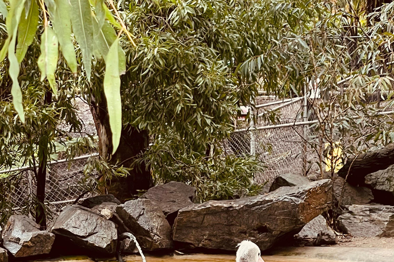 Vanuit Adelaide: Knuffel een Koala en historische Hahndorf Tour