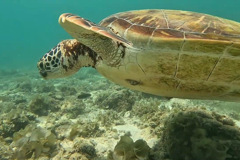 Mantayupan Falls & Moalboal: Snorkeling & Sardine Run Tour