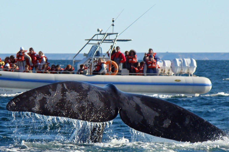 Puerto Madryn: Península Valdes with optional Whale Watching Puerto Madryn Península Valdes Simple Tour NO Whale Watching